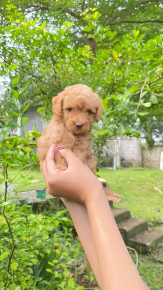 Poodle Apricot Size Toy ( Pure Breed Poodle )