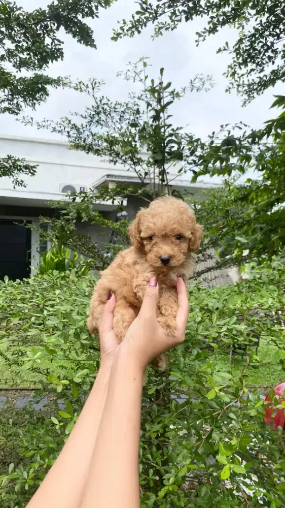 Apricot Toy Poodle Male Kosongan ( Asli Poodle / Bergaransi )