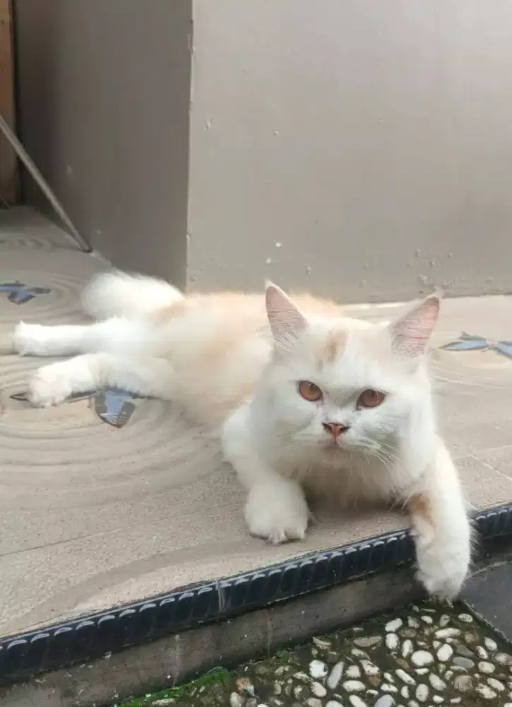 KUCING PERSIA JANTAN