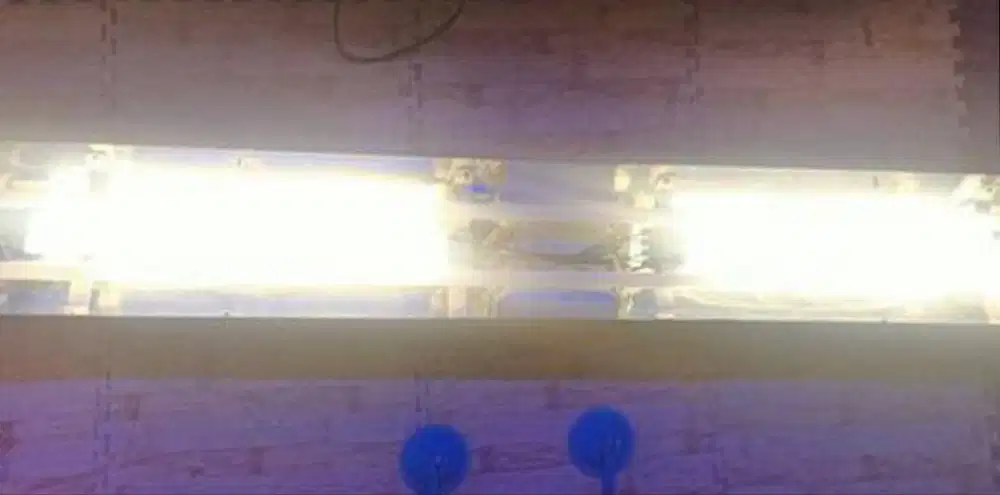 Lampu tanning arwana