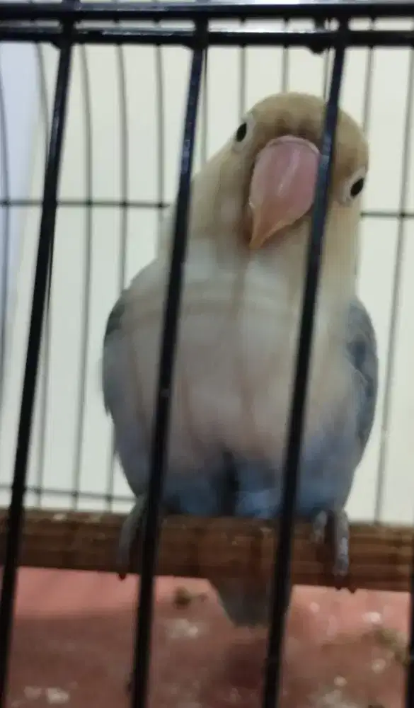 Lovebird blue ice jantan