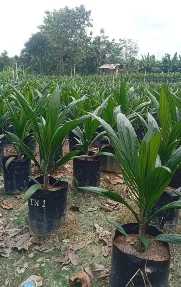 Bibit sawit unggul siap tanam