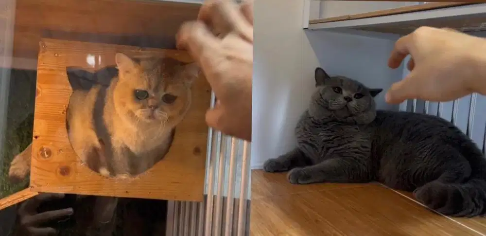 British shorthair Pacak bsh