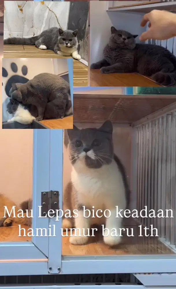 Bsh bicolor female hamil, 1th