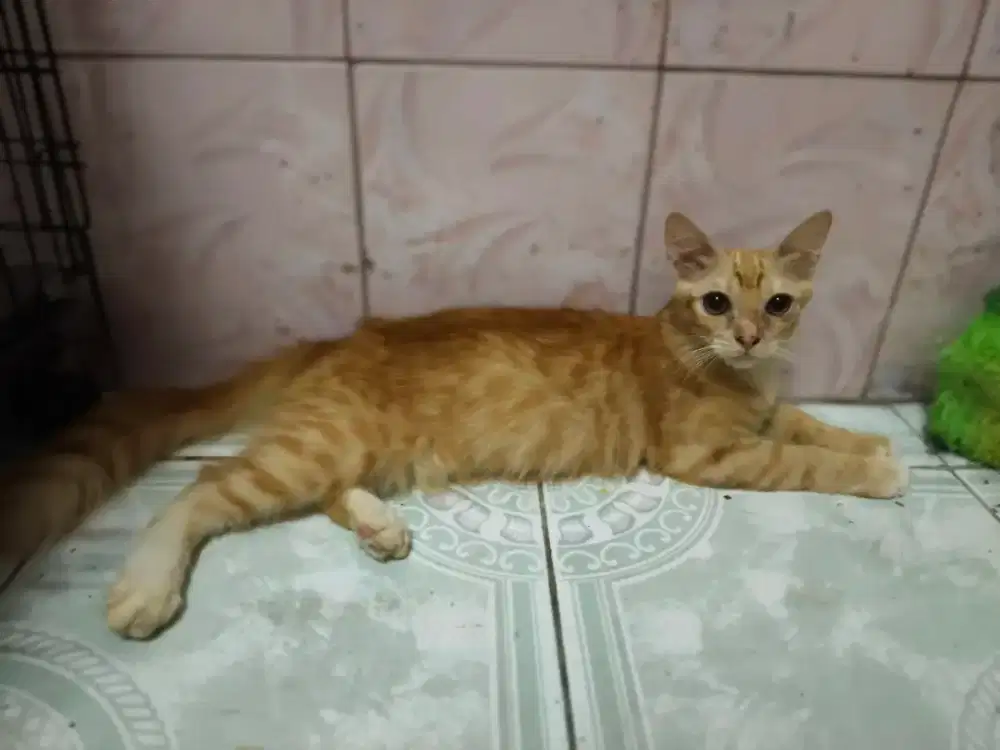 Persia/kitten/persis kitten/kucing/Ras/persia