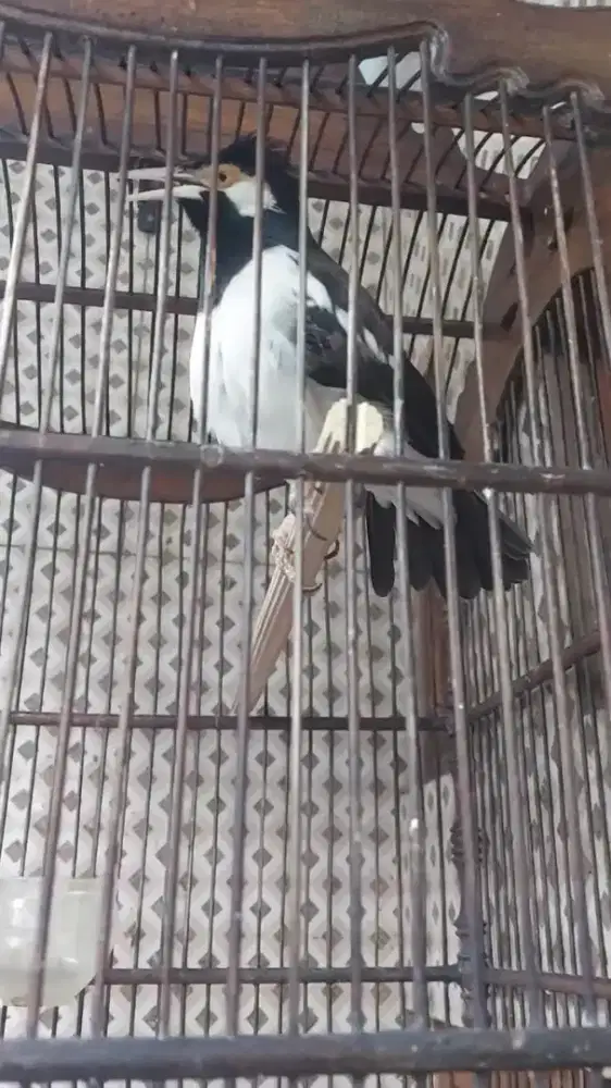 Burung Jalak Suren