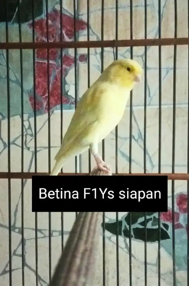 Kenari F1Ys Betina Siapan