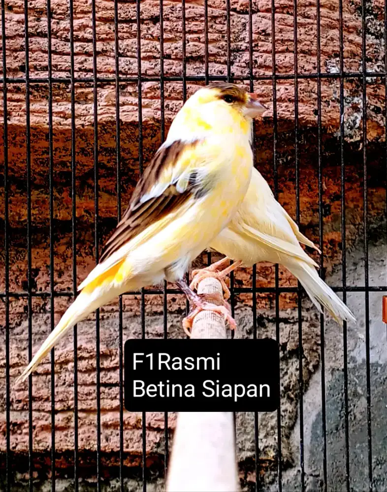 Kenari F1Rasmi betina siapan