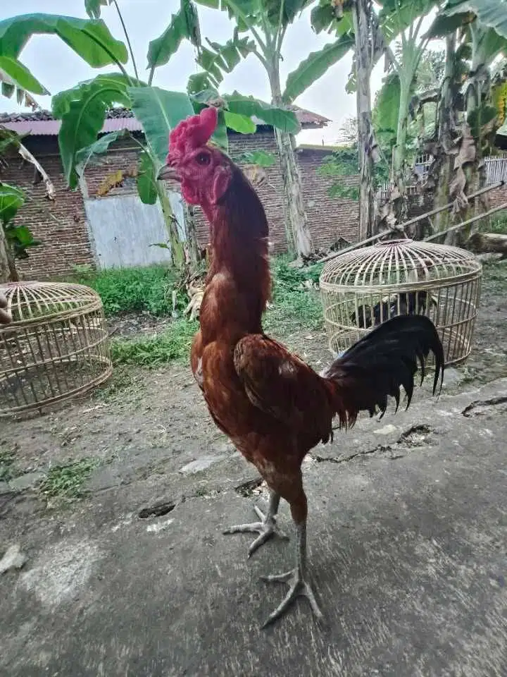 pama iq umur 7 bulan