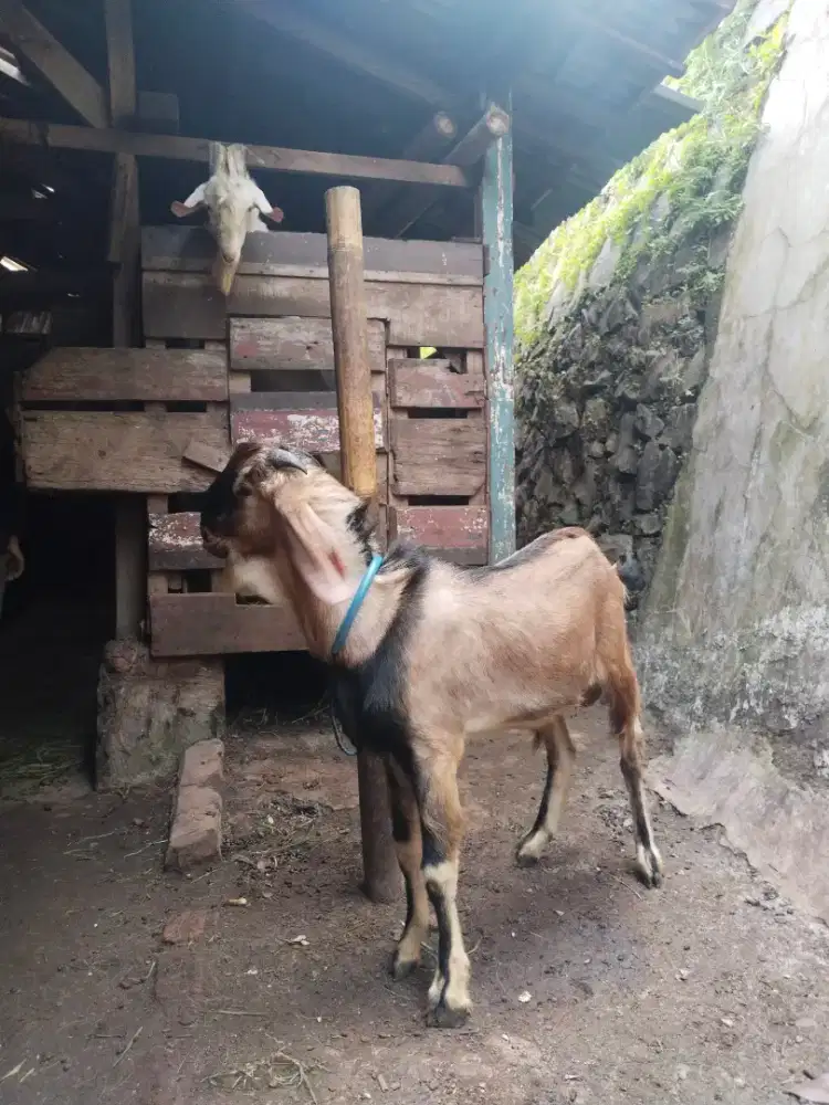 Kambing qurban domba qurban