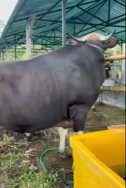 sapi bali terbesar 730kilo timbang hidup sapi qurban premium 2026 puas