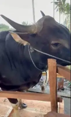 sapi bali jumbo 730kilo terbesar timbang hidup sapi qurban premium top
