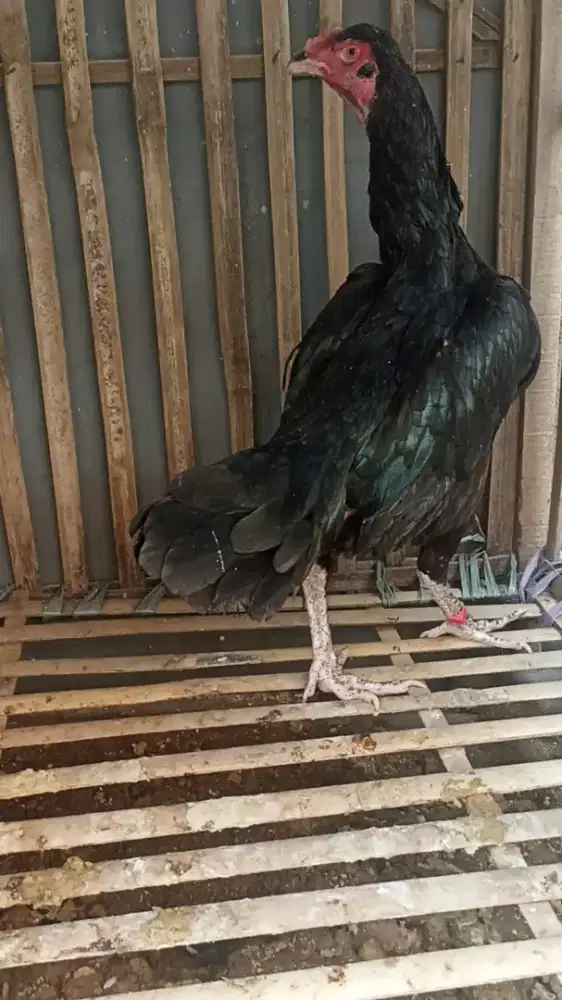 Ayam bangkok selatan indukan