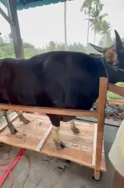 sapi bali raksasa 730kiloan terbesar timbang hidup sapi qurban premium