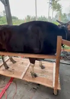 sapi bali jumboan 730kiloan timbang hidup siap sapi qurban premium top