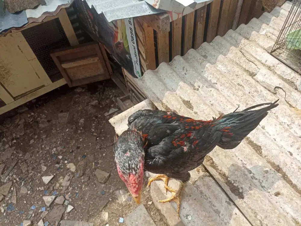 Ayam bangkok ekor lidi sepasang