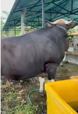 sapi bali raksasa 730kiloan timbang hidup siap qurban terbaik 2026 top