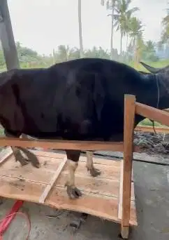 sapi bali 730kiloan jumbo terbesar siap qurban timbang hidup jamin top