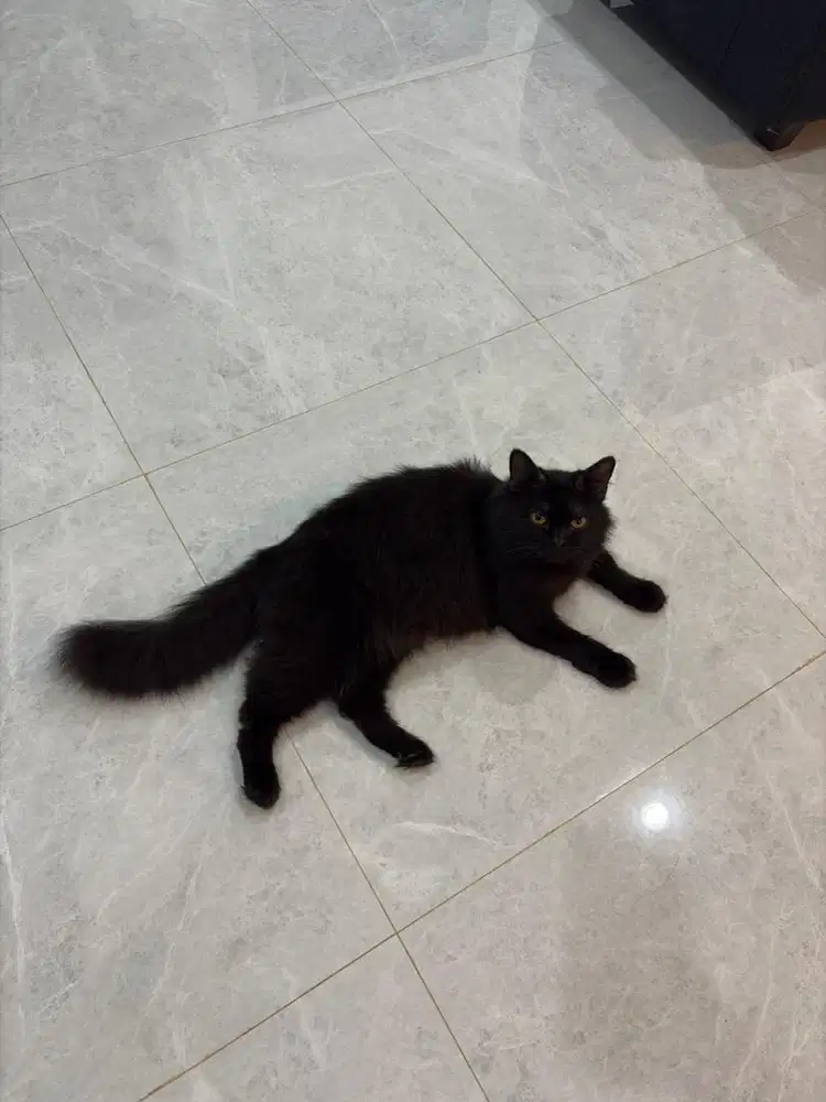 Persia Medium usia 1.5 Tahun mix Anggora Hitam Polos