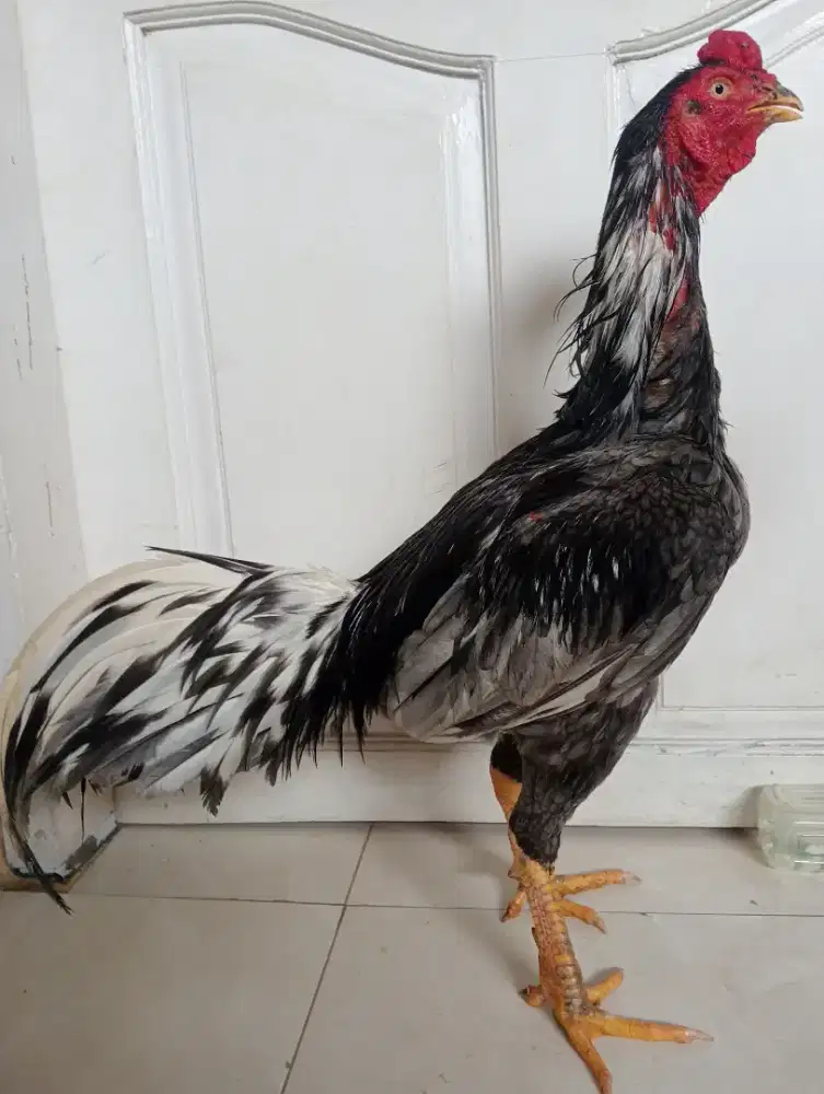 Ayam klawu  jenis Bangkok pukul keras