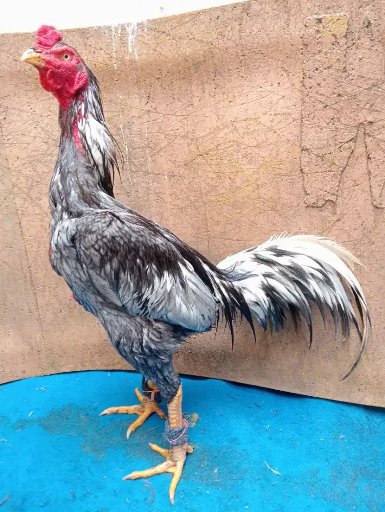 Ayam Bangkok pkul keras kaki surowatu Jalu centel