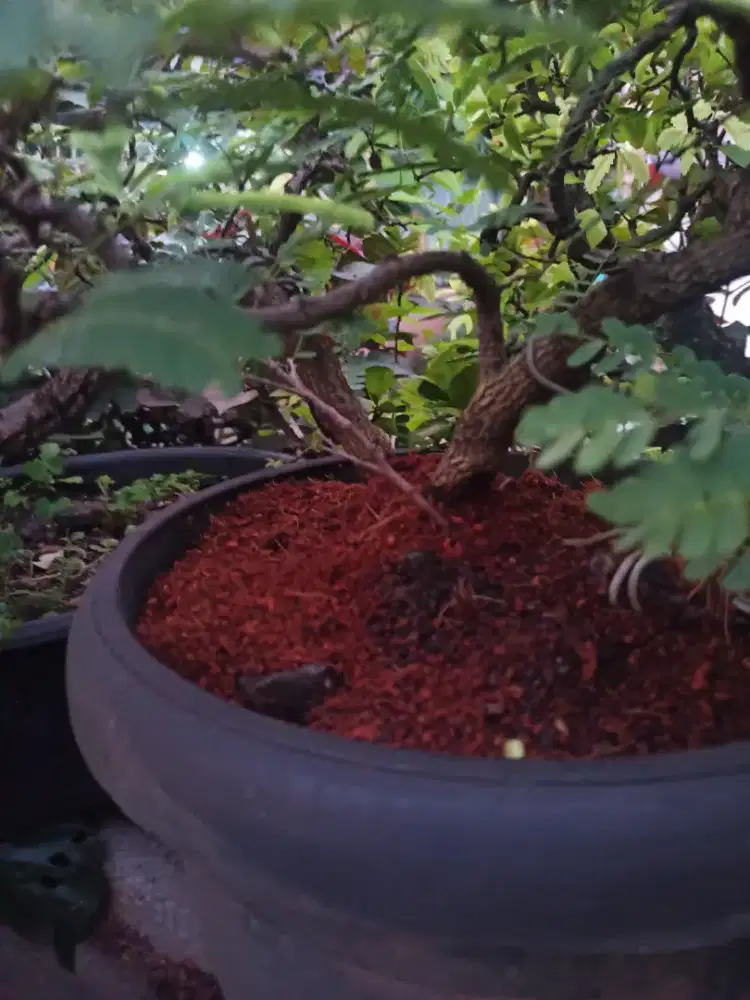 Bonsai asem ±10 thn t ±25cm L ±40cm berbunga