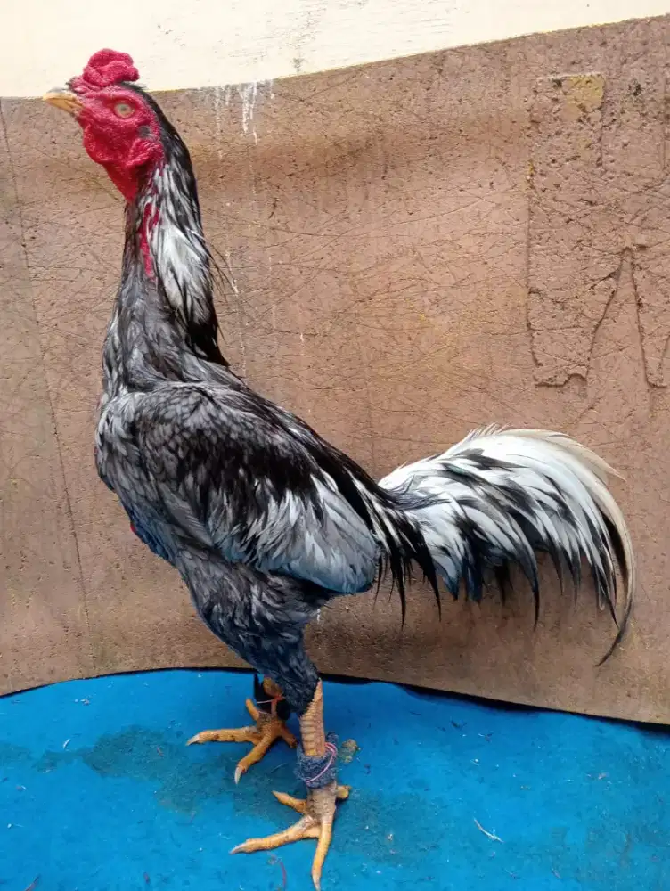 Ayam Bangkok ukuran 5+