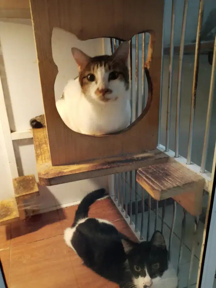 Lepas adopsi 2 kucing jangan usia 1 tahun