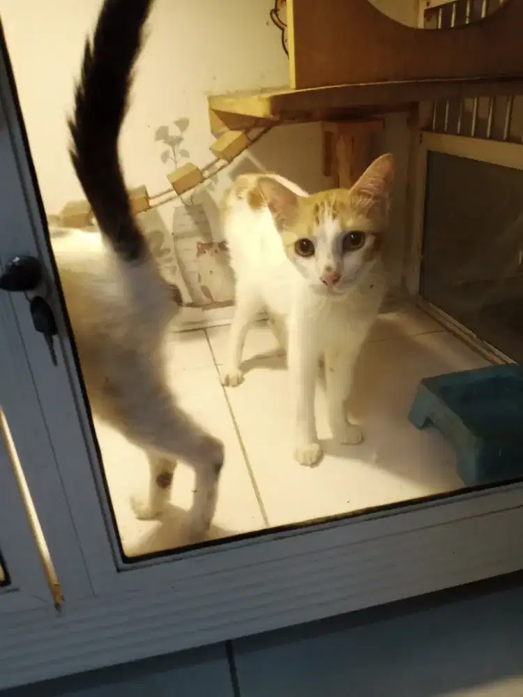 Lepas adopsi 2 kucing jangan usia 1 tahun