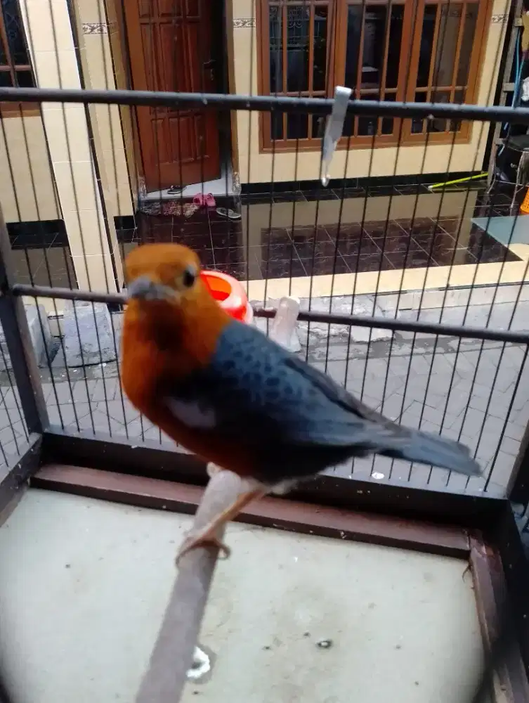 Anis merah bulu baru