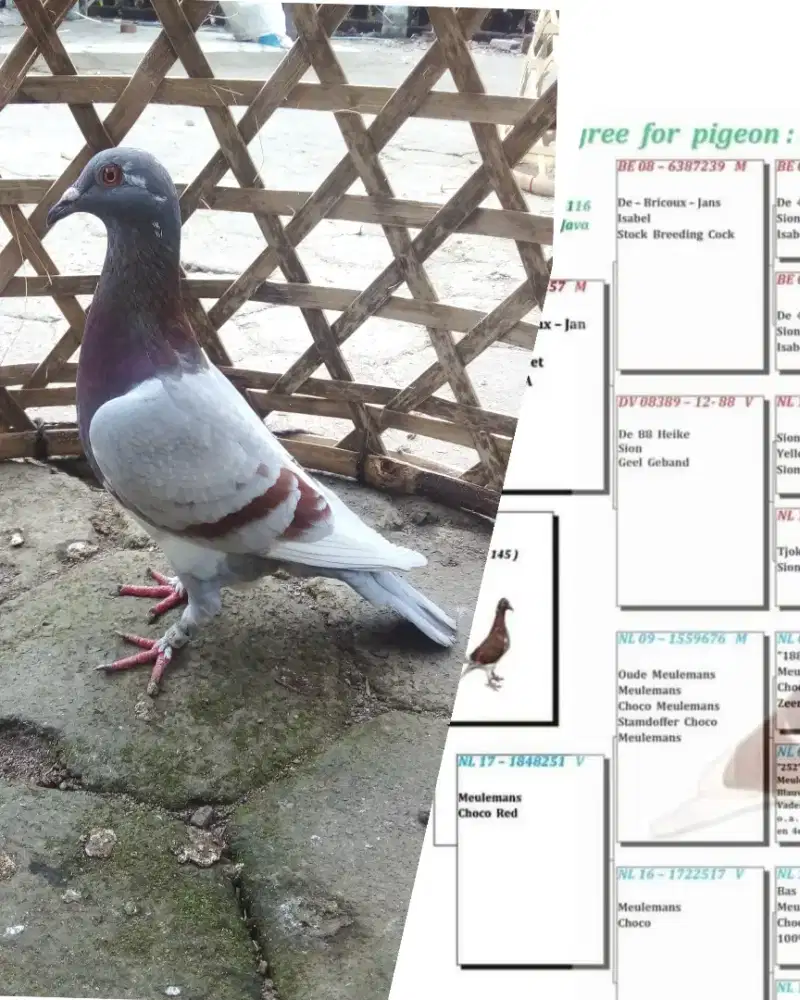 Merpati pos betina muda