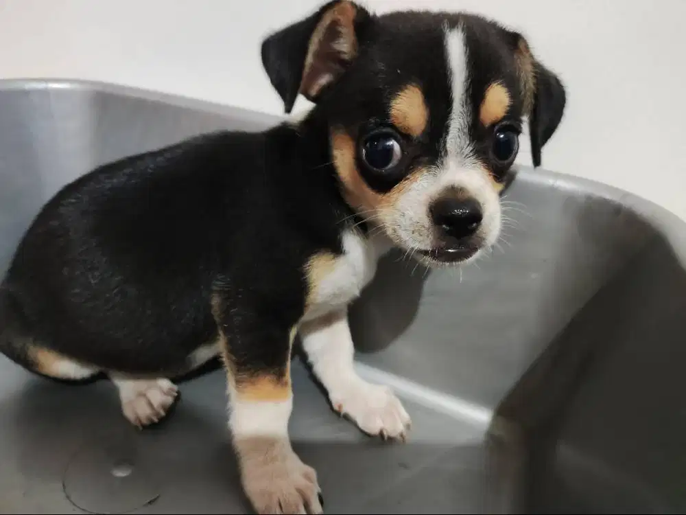 Semi Hibah Chihuahua Jantan Lihat Deskripsi