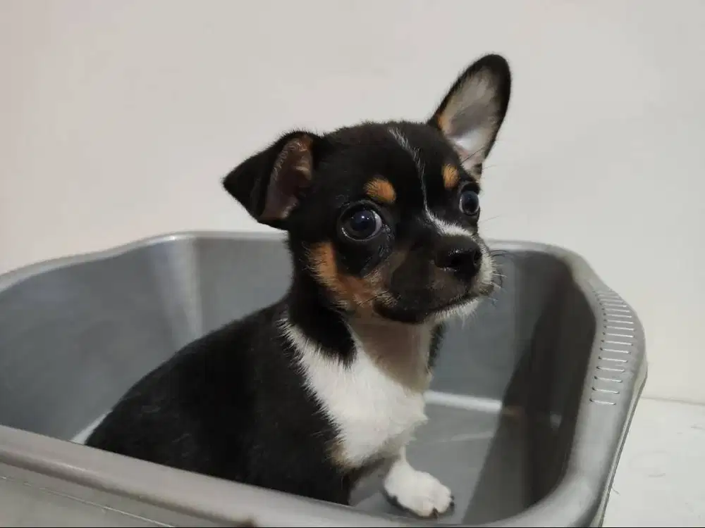 Semi Hibah Chihuahua Jantan Lihat Deskripsi