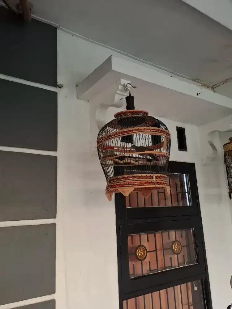 Dijual Burung Tekukur Derkuku Kuk 2
