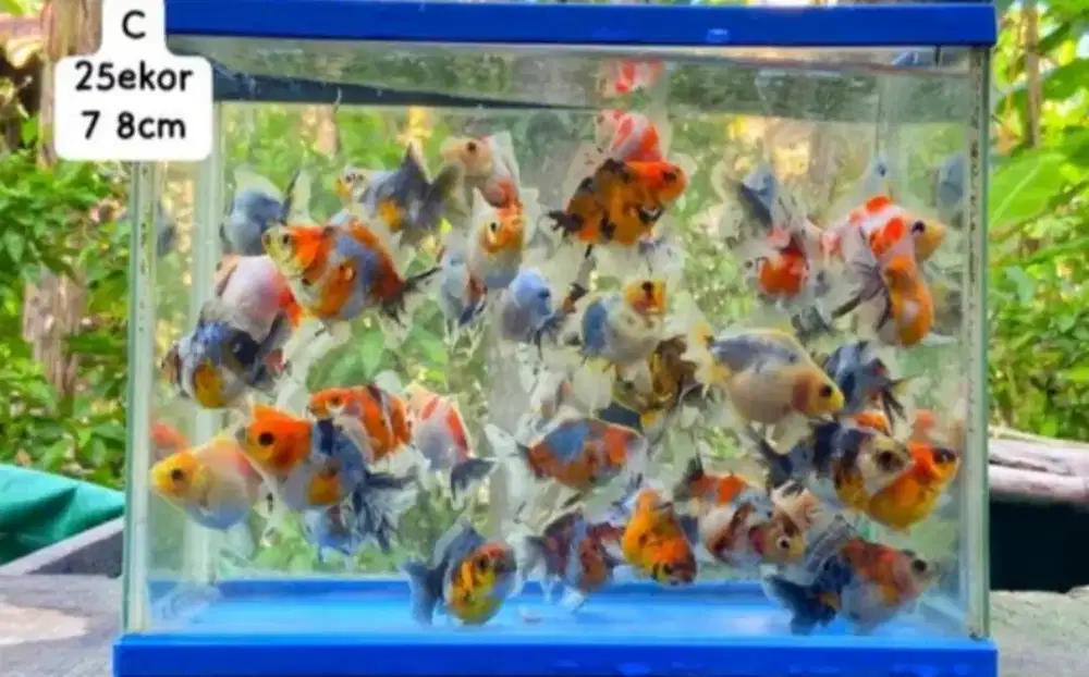 Ikan koki Oranda PW short tail 5cm