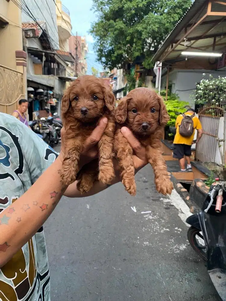 Toy poodle betina