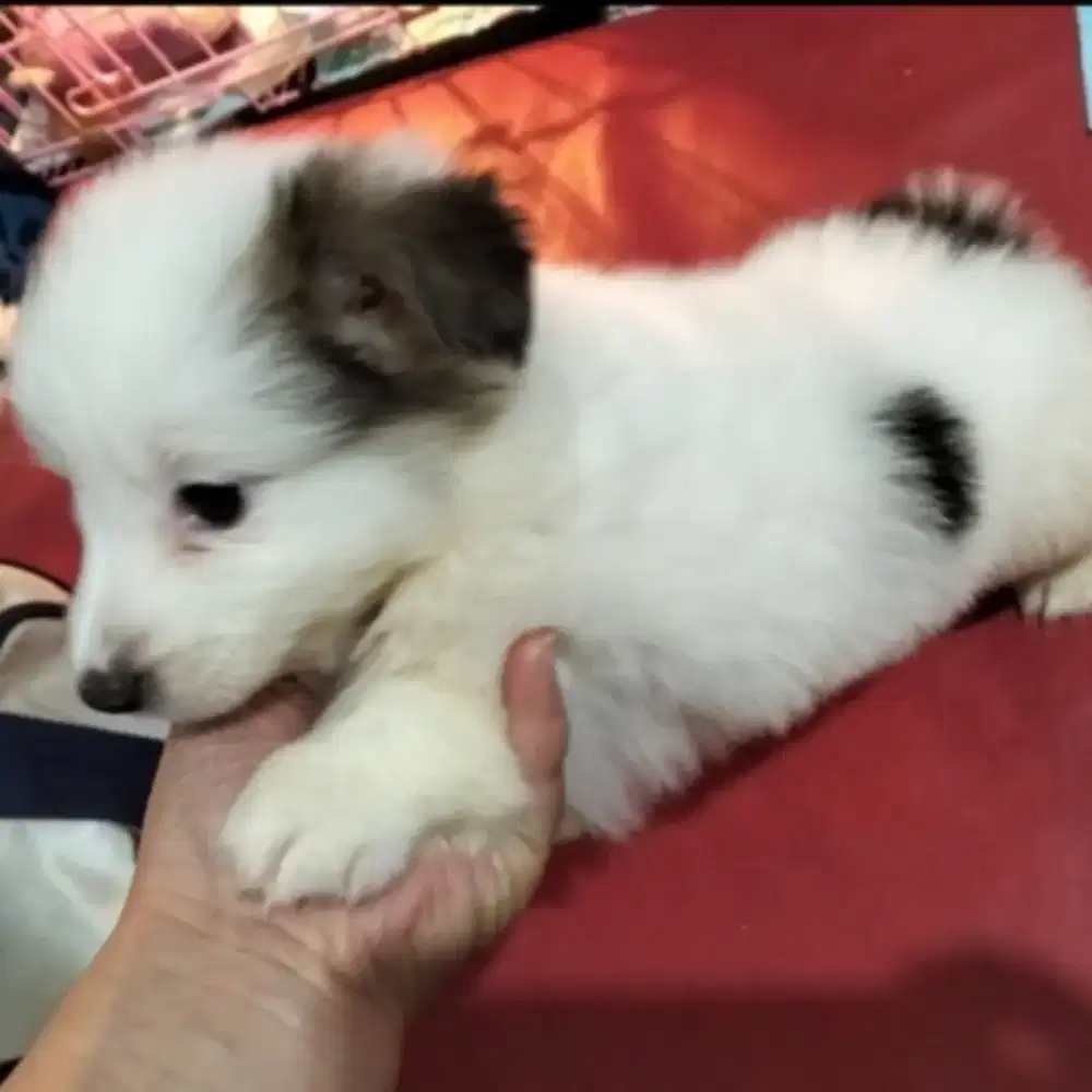 For Sale puppy male corgy