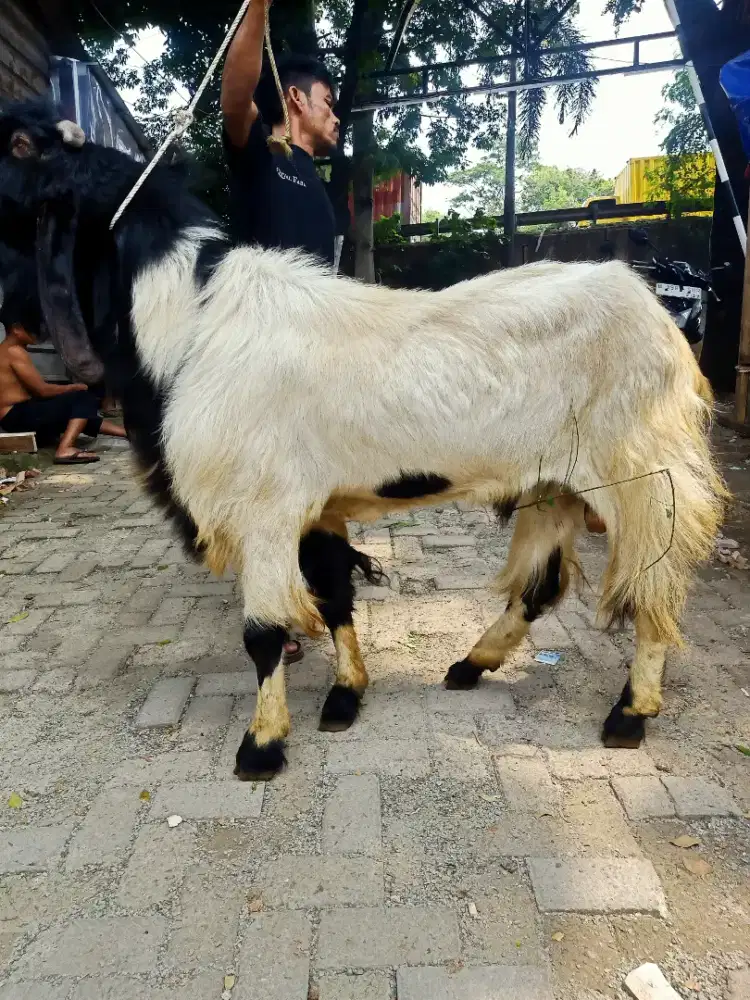 Kambing qurban super