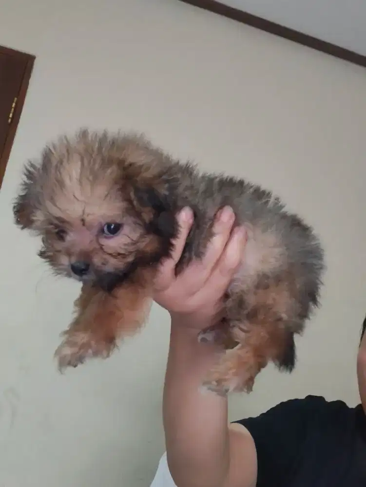 Poodle mix Minipom