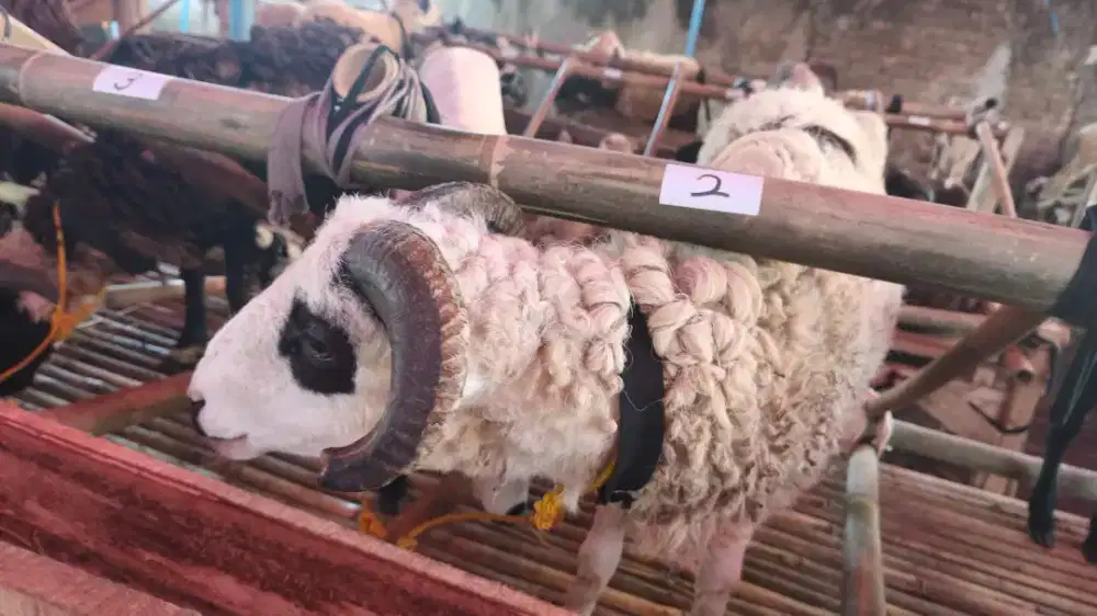 HEWAN QURBAN DOMBA DAN SAPI