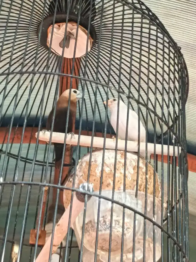Emprit Jepang sepasang udah pernah produksi tp telur nya zonk