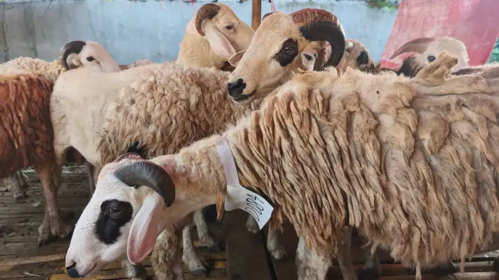 BANYAK HEWAN QURBAN DOMBA DAN SAPI PROMO