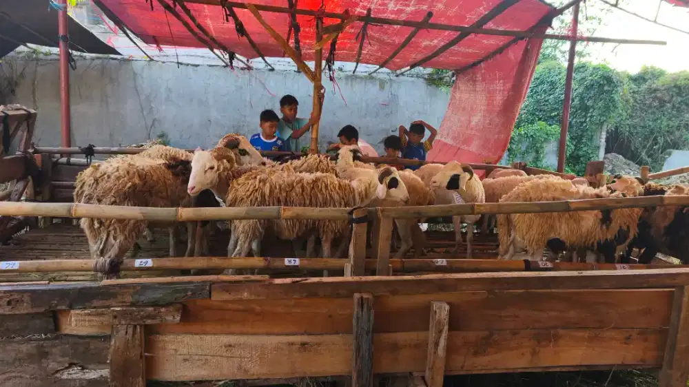 PROMO HEWAN QURBAN SAPI DAN DOMBA