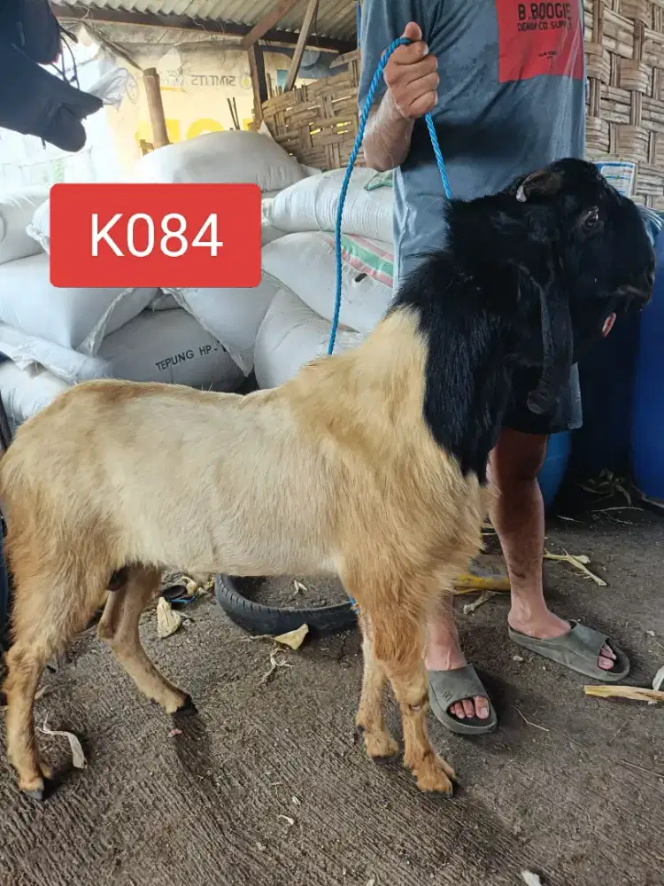 Jual Hewan Kurban Sapi dan Kambing sehat berkualitas