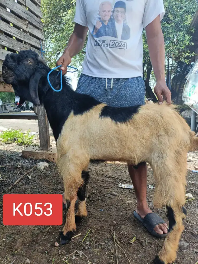 Sedia kambing kurban murah