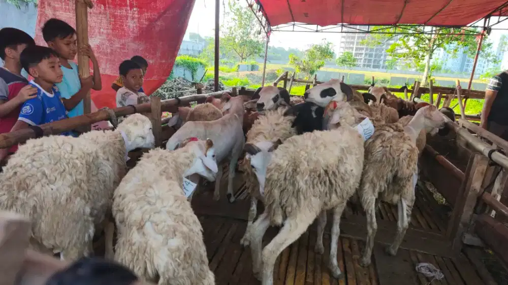 PROMO HEWAN QURBAN DOMBA DAN SAPI