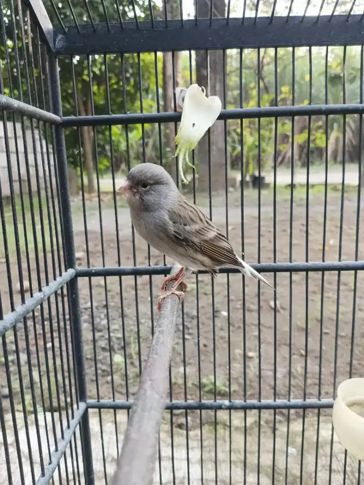 Burung Kenari Star blue