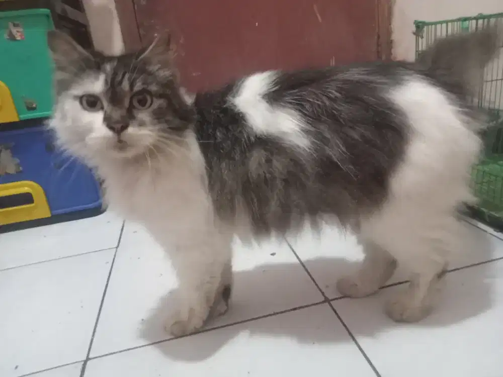 LA kucing Persia mix flat nose Betina usia 7 bulan