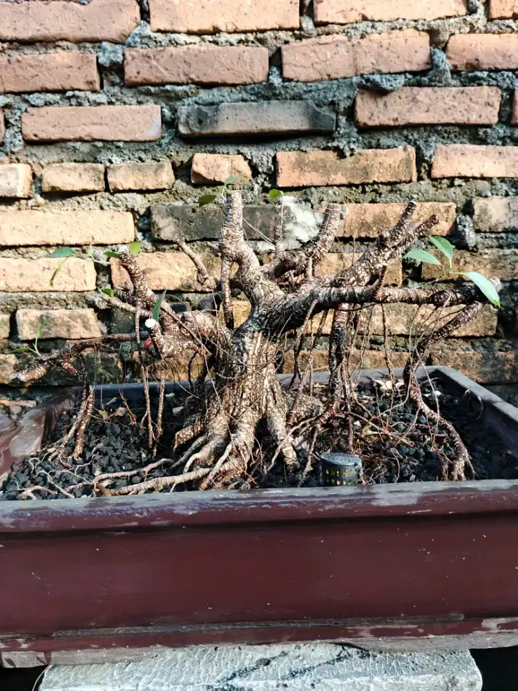 Bonsai beringin kimeng