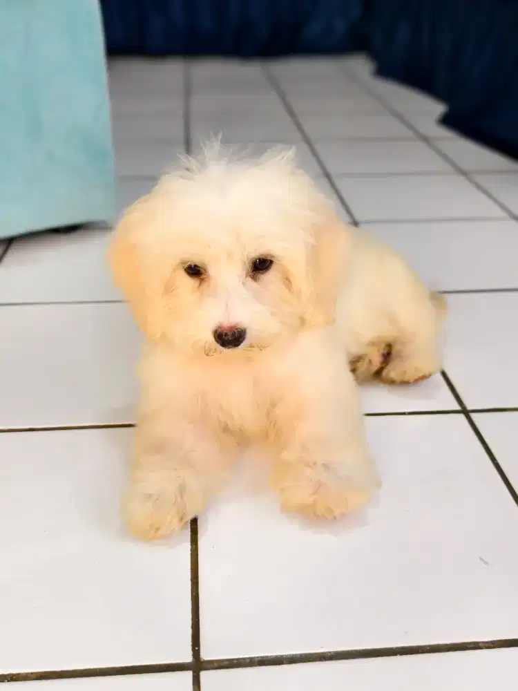 Jantan maltipoo lucu